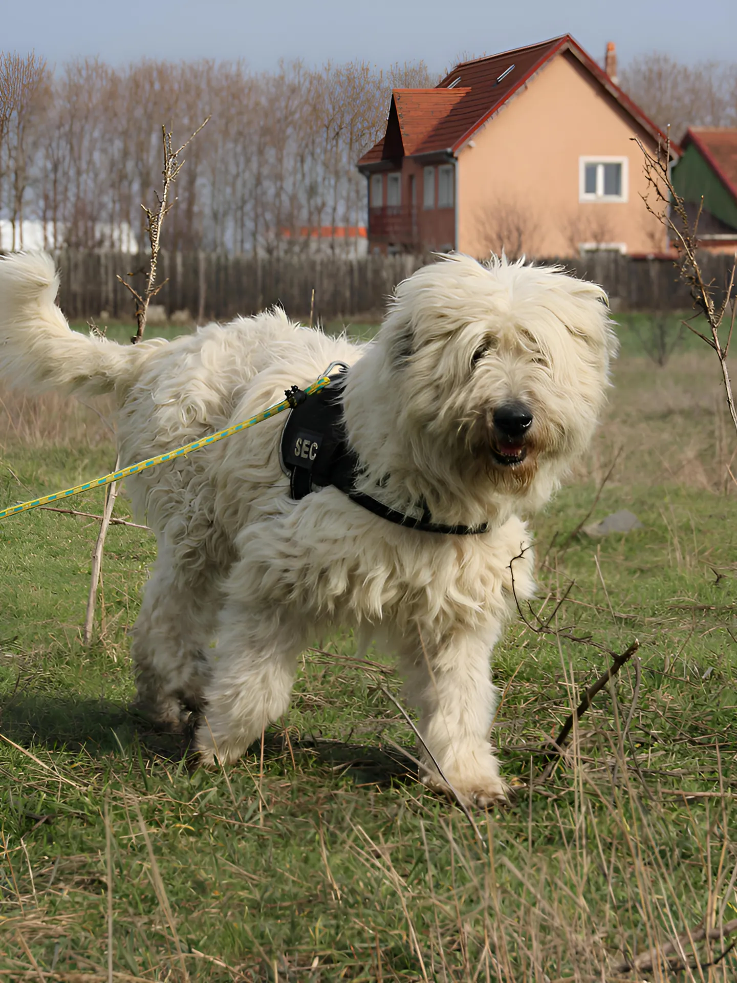 Bianca, a fluffy white dog looking at the camera