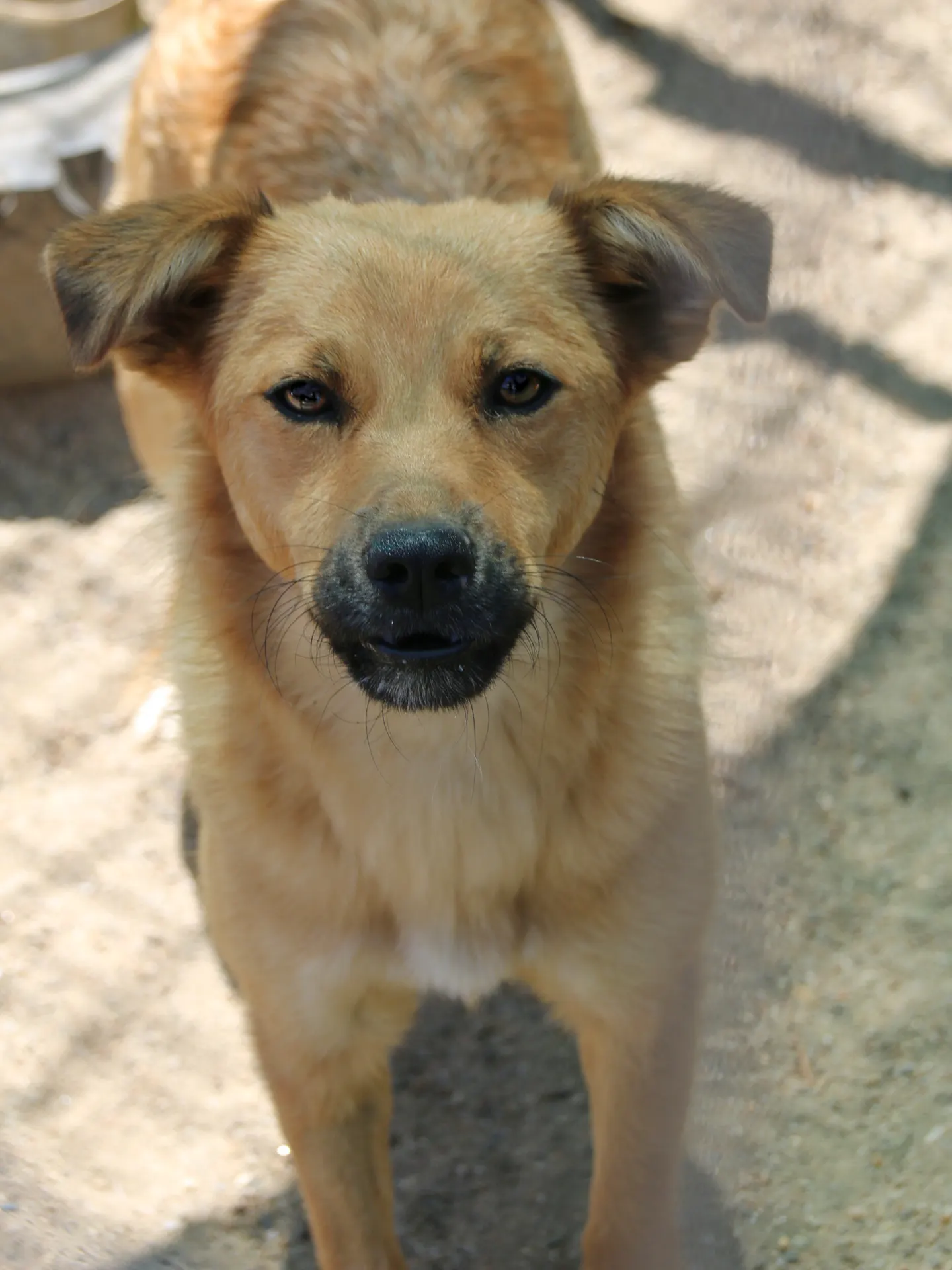 Cleo, o cățelușă maro aurie, privind spre cameră
