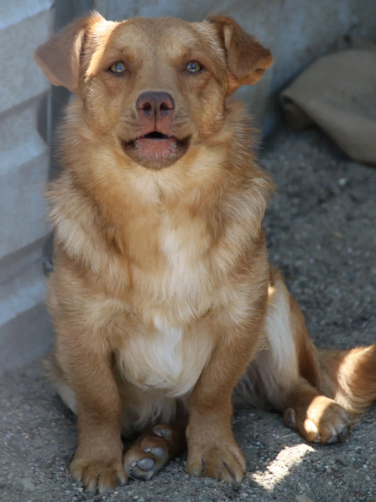 Cooper, a golden-brown dog looking at the camera