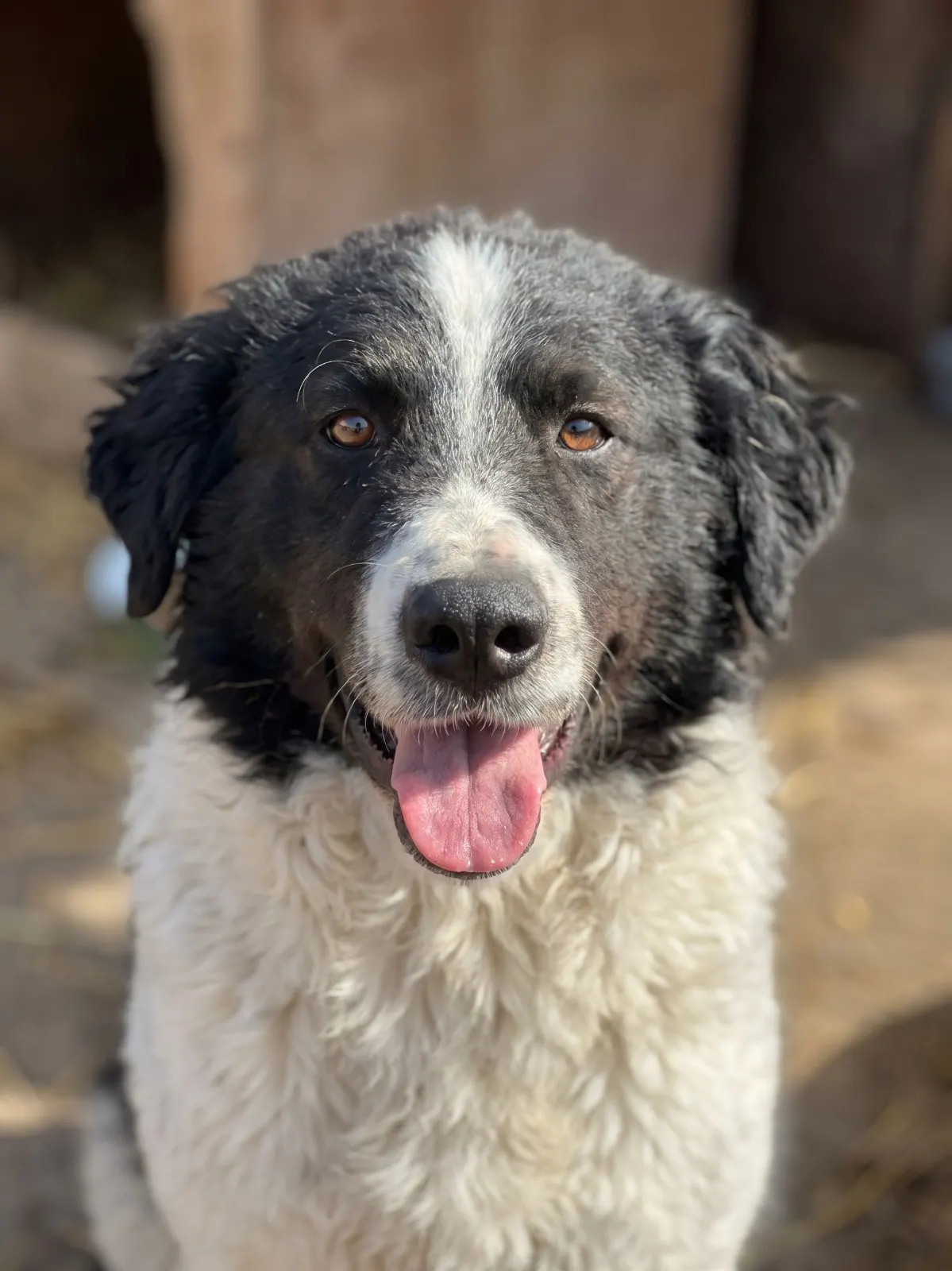 Floris, a black-and-white dog looking at the camera