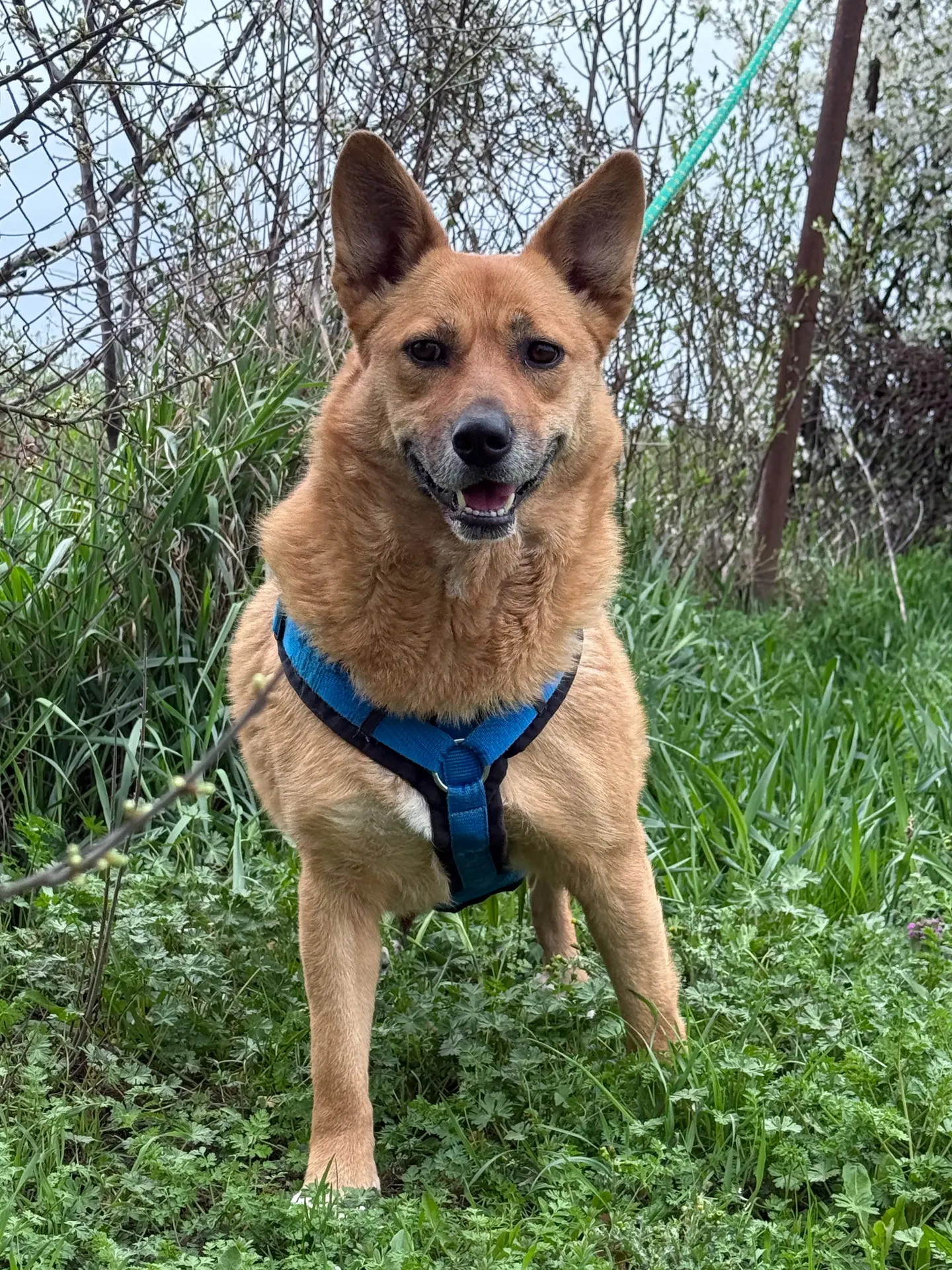 Nina, a brown dog with a dark muzzle standing in the grass