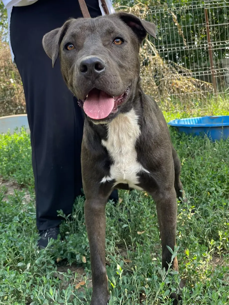 Nox, a young black dog with a white chest, looking at the camera