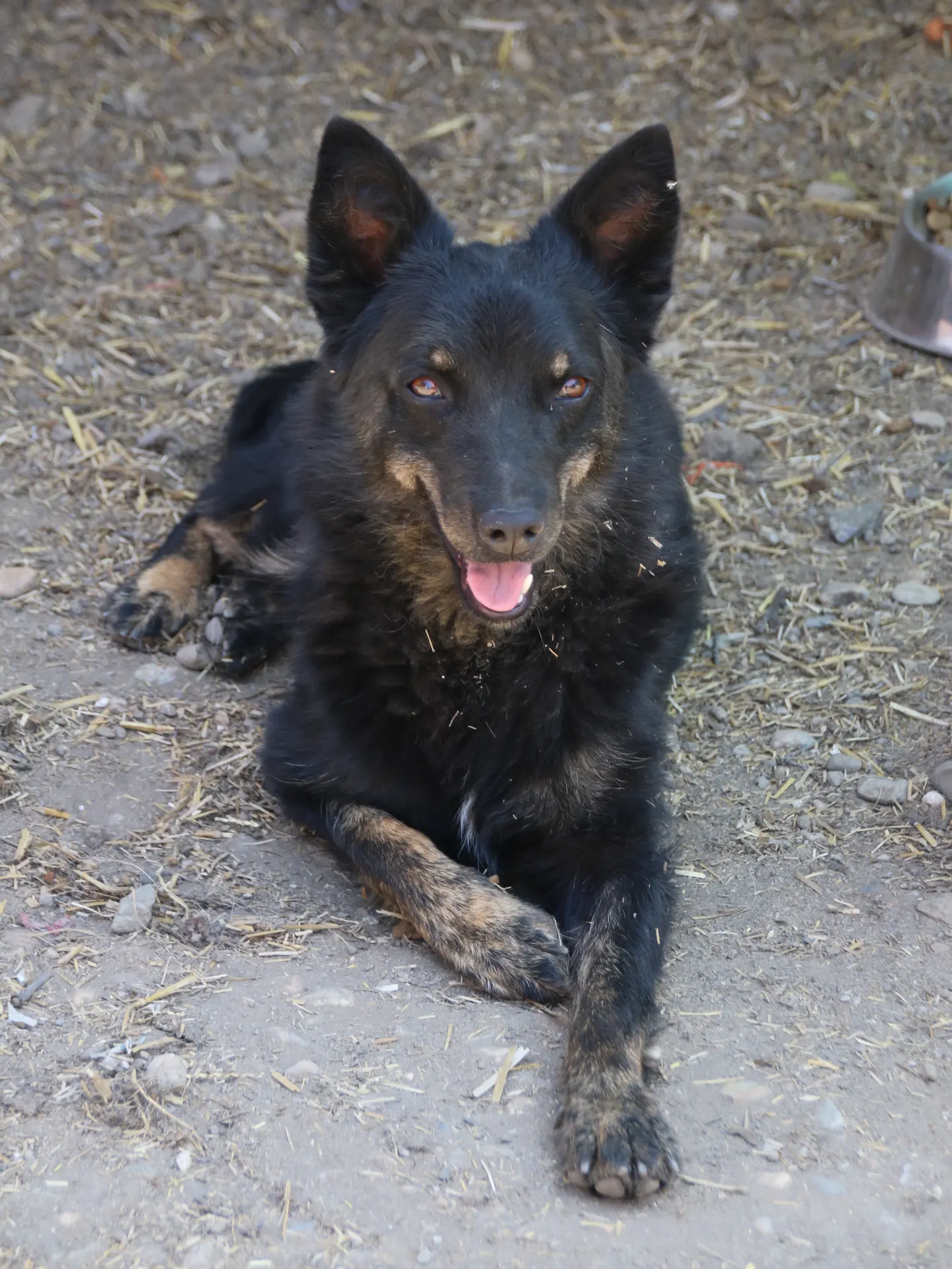 Pablo, a black dog with a white mark on his chest, looking at the camera