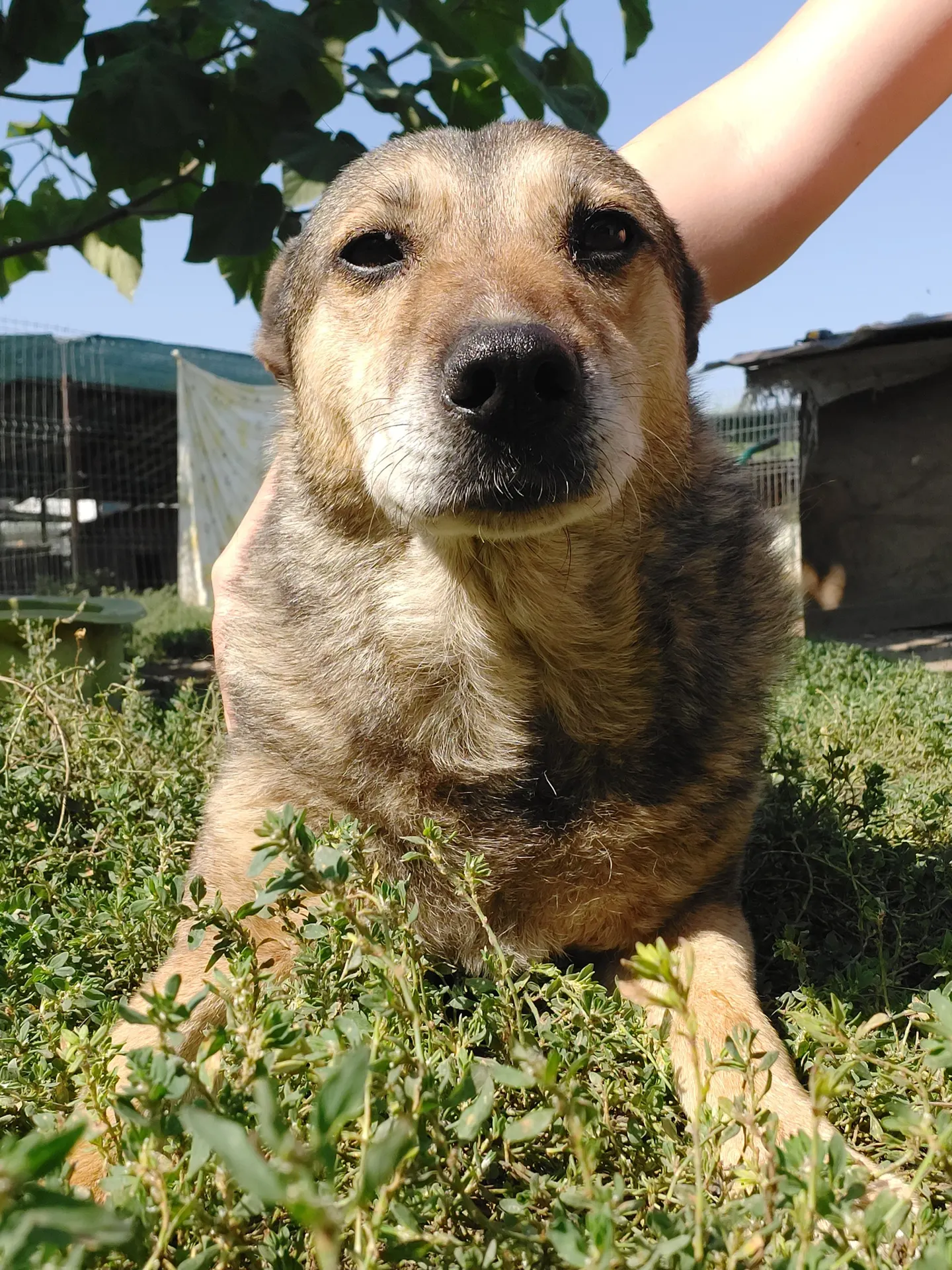 Runa, a beige and grey dog looking at the camera