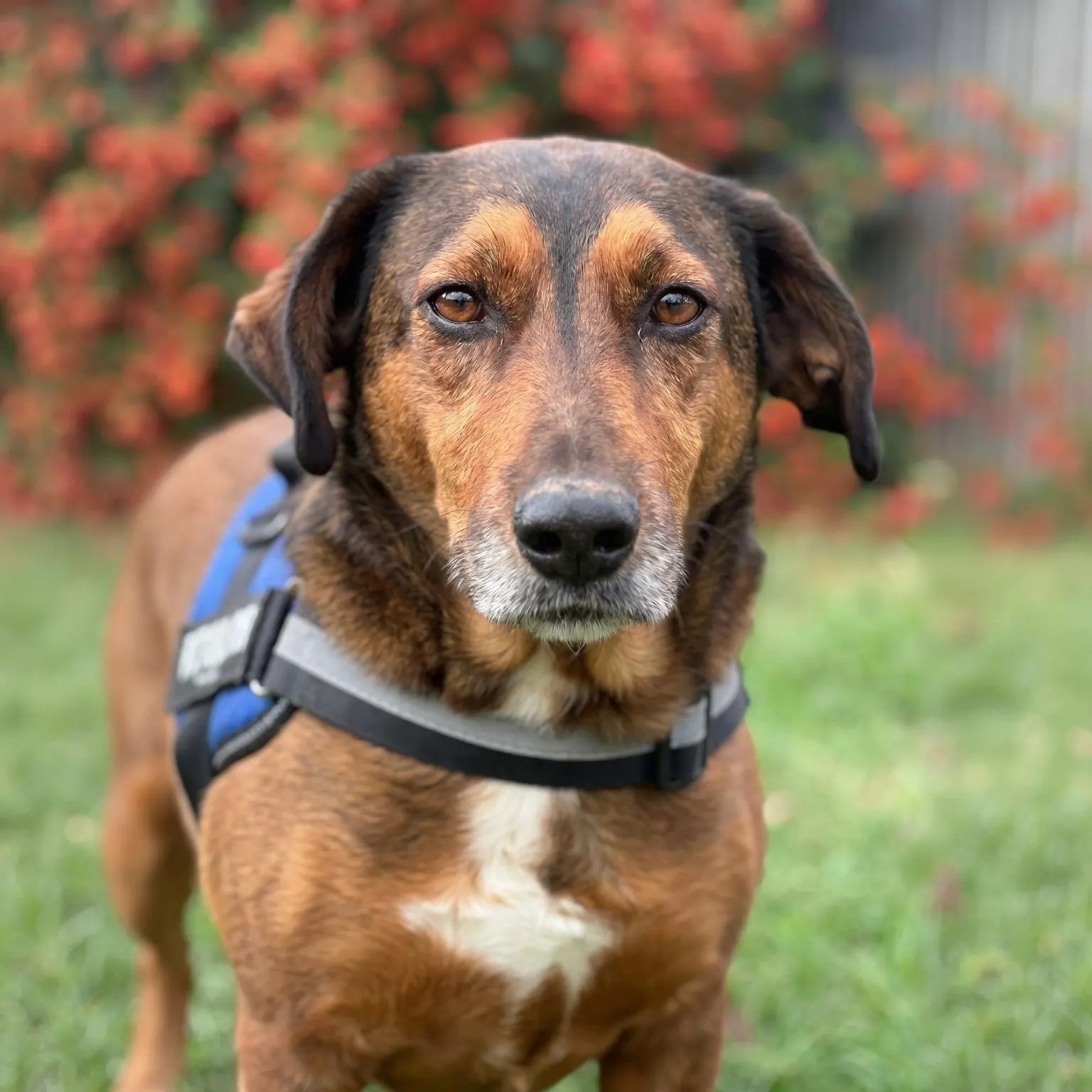 Toby, un câine maro cu ham negru, privind spre cameră