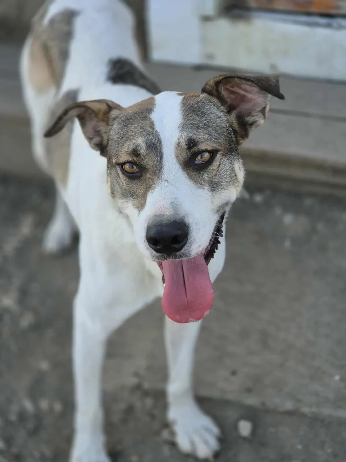 Karli, un câine alb cu pete maro, privind vesel spre cameră