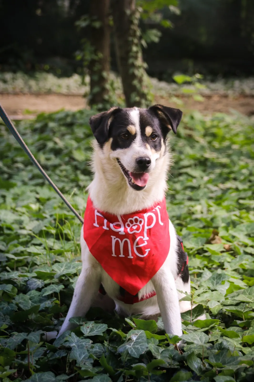 Câine disponibil pentru adopție
