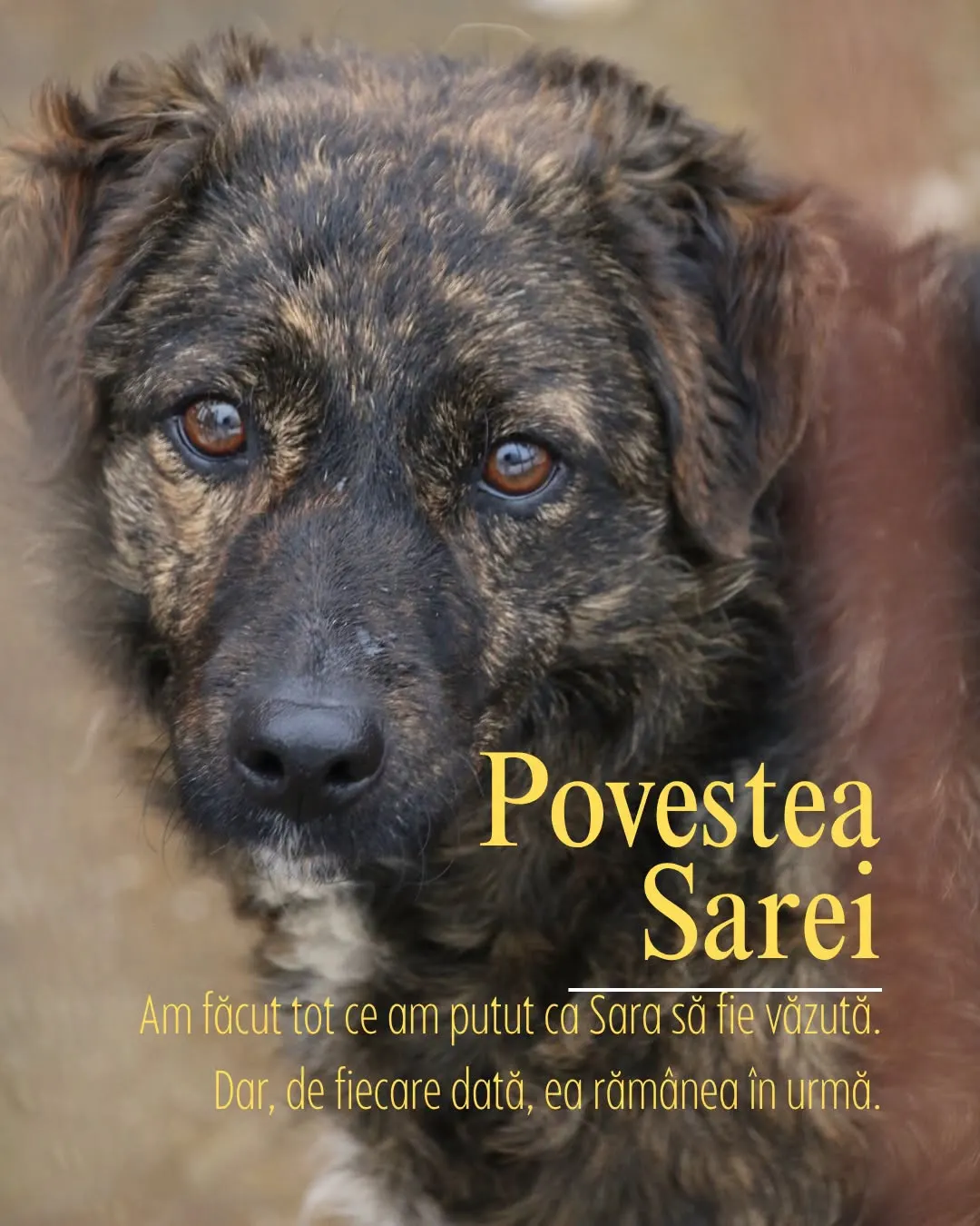 Ilustrație pentru povestea Sarei